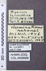 Etiketten zu Megathous suturalis (NHMW-ZOO-COL-0008966)